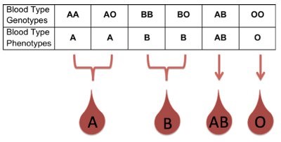 blood type genetics group child parent types ao punnett phenotypes squares both phenotype genotypes genetic children different information each formed