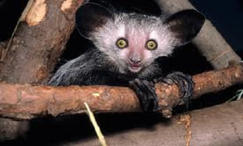 All You Need To Know About The Aye-Aye