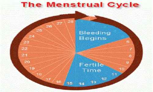 safe period, ovulation,fertile, menstrual cycle