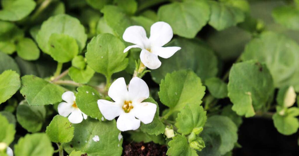Bacopa Monnieri : Everything About it.