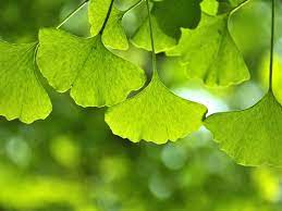 Ginkgo Biloba: All You Need to Know About it.
